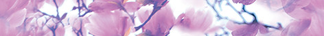Magnolia Бордюр B400D297 40х4,5